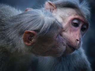 Обои животные, ушки, обезьяна, примат, обезьяны, макака, selvan tamilmani, animals, ears, monkey, the primacy of разрешение 5456x3064 Загрузить