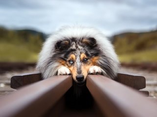 Обои железная дорога, рельсы, собака, австралийская овчарка, аусси, railroad, rails, dog, australian shepherd, aussie разрешение 1920x1149 Загрузить