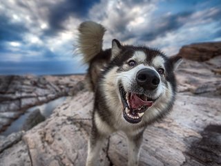 Обои морда, природа, собака, хаски, язык, хвост, face, nature, dog, husky, language, tail разрешение 2800x1690 Загрузить