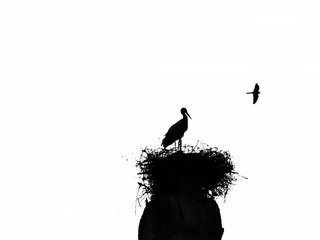 Обои птицы, силуэт, аист, гнездо, birds, silhouette, stork, socket разрешение 2048x1301 Загрузить