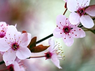 Обои цветение, сад, весна, вишня, flowering, garden, spring, cherry разрешение 1920x1080 Загрузить