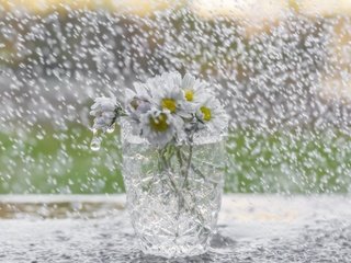 Обои цветы, дождь, ромашки, букет, стакан, flowers, rain, chamomile, bouquet, glass разрешение 2560x1707 Загрузить