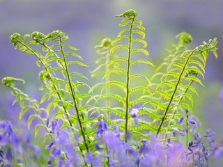 Обои цветы, макро, весна, колокольчики, папоротник, flowers, macro, spring, bells, fern разрешение 2048x1408 Загрузить