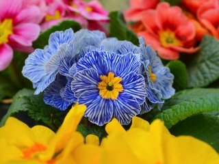 Обои цветы, макро, весна, примула, flowers, macro, spring, primula разрешение 3000x1883 Загрузить