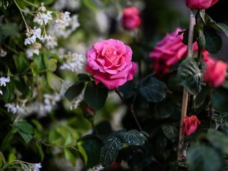 Обои цветы, природа, листья, ветки, розы, куст, flowers, nature, leaves, branches, roses, bush разрешение 1920x1282 Загрузить