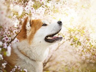 Обои цветы, собака, весна, ame, сиба-ину, dackelpuppy, flowers, dog, spring, shiba inu разрешение 2048x1367 Загрузить