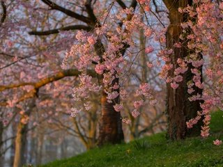 Обои деревья, цветение, ветки, весна, сакура, trees, flowering, branches, spring, sakura разрешение 3600x2473 Загрузить