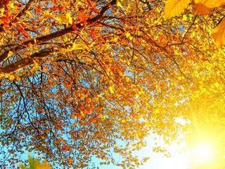 Обои небо, деревья, солнце, листья, ветки, осень, the sky, trees, the sun, leaves, branches, autumn разрешение 3840x1600 Загрузить