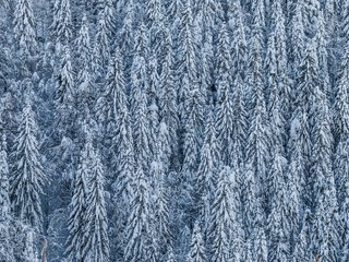 Обои деревья, снег, лес, зима, хвойные, trees, snow, forest, winter, coniferous разрешение 4838x3225 Загрузить