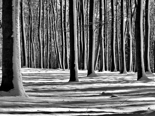 Обои деревья, снег, лес, зима, чёрно-белое, trees, snow, forest, winter, black and white разрешение 2560x1696 Загрузить