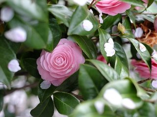 Обои цветы, дерево, весна, камелия, flowers, tree, spring, camellia разрешение 2048x1365 Загрузить