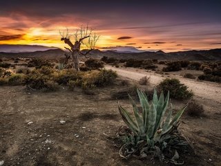 Обои небо, дорога, дерево, закат, кактус, the sky, road, tree, sunset, cactus разрешение 2048x1221 Загрузить