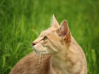 Обои глаза, трава, кот, кошка, животное, eyes, grass, cat, animal разрешение 5184x3456 Загрузить