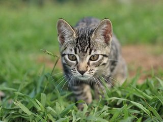 Обои глаза, трава, кошка, котенок, eyes, grass, cat, kitty разрешение 2048x1365 Загрузить