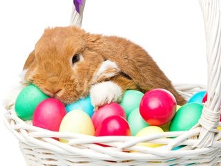 Обои корзина, кролик, пасха, яйца крашеные, basket, rabbit, easter, the painted eggs разрешение 5760x3840 Загрузить