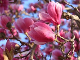 Обои цветение, макро, весна, розовые, магнолия, flowering, macro, spring, pink, magnolia разрешение 3000x2000 Загрузить