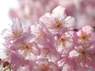 Обои цветение, макро, весна, вишня, сакура, flowering, macro, spring, cherry, sakura разрешение 2048x1536 Загрузить