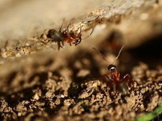 Обои насекомые, усики, муравьи, insects, antennae, ants разрешение 1920x1280 Загрузить