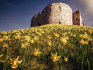 Обои небо, цветы, природа, пейзаж, замок, здание, крепость, нарциссы, the sky, flowers, nature, landscape, castle, the building, fortress, daffodils разрешение 1920x1274 Загрузить