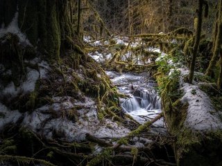 Обои деревья, снег, природа, лес, зима, мох, trees, snow, nature, forest, winter, moss разрешение 2048x1365 Загрузить