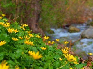 Обои цветы, природа, ручей, весна, лютик, желтые цветы, flowers, nature, stream, spring, buttercup, yellow flowers разрешение 3004x1905 Загрузить