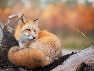 Обои природа, лиса, лисица, животное, хвост, nature, fox, animal, tail разрешение 2000x1335 Загрузить