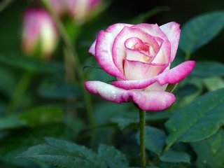 Обои цветок, роза, бутон, flower, rose, bud разрешение 2048x1365 Загрузить