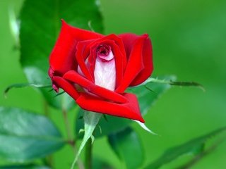 Обои цветок, роза, лепестки, бутон, flower, rose, petals, bud разрешение 2048x1365 Загрузить
