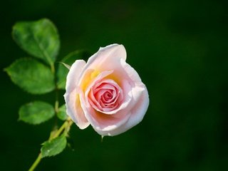 Обои цветок, роза, розовая, зеленый фон, flower, rose, pink, green background разрешение 1920x1440 Загрузить