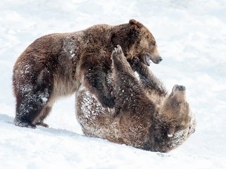 Обои снег, природа, зима, лапы, борьба, медведь, игра, медведи, snow, nature, winter, paws, fight, bear, the game, bears разрешение 2048x1363 Загрузить