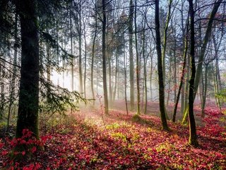 Обои свет, деревья, лес, листья, лучи, осен, light, trees, forest, leaves, rays, autumn разрешение 2048x1363 Загрузить