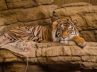 Обои тигр, взгляд, хищник, дикая кошка, tiger, look, predator, wild cat разрешение 2048x1357 Загрузить