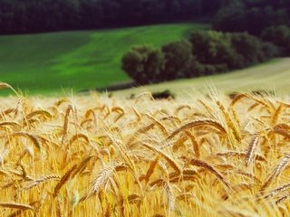 Обои трава, лес, поле, луг, колосья, пшеница, желтые, grass, forest, field, meadow, ears, wheat, yellow разрешение 2200x1467 Загрузить