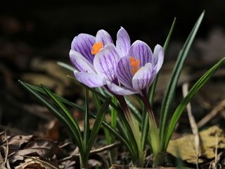 Обои цветы, весна, крокус, шафран, flowers, spring, krokus, saffron разрешение 2048x1365 Загрузить
