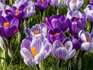 Обои цветы, весна, сиреневый, крокусы, шафран, flowers, spring, lilac, crocuses, saffron разрешение 2048x1361 Загрузить
