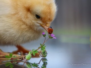 Обои цветы, насекомое, божья коровка, птица, малыш, цыплёнок, курица, flowers, insect, ladybug, bird, baby, chicken разрешение 2048x1365 Загрузить