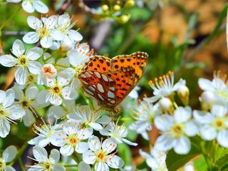 Обои цветение, макро, насекомое, бабочка, весна, flowering, macro, insect, butterfly, spring разрешение 3004x1893 Загрузить