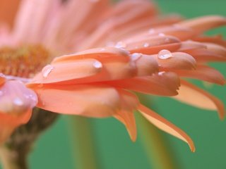 Обои цветок, капли, лепестки, гербера, flower, drops, petals, gerbera разрешение 2048x1365 Загрузить