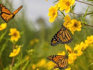 Обои цветы, бабочка, насекомые, бабочки, растение, flowers, butterfly, insects, plant разрешение 1920x1278 Загрузить