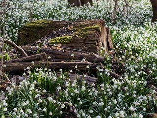 Обои цветы, лес, поляна, весна, подснежники, flowers, forest, glade, spring, snowdrops разрешение 2048x1152 Загрузить