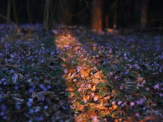 Обои цветы, природа, лес, весна, flowers, nature, forest, spring разрешение 2048x1365 Загрузить