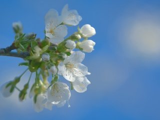 Обои небо, цветы, цветение, фон, весна, вишня, the sky, flowers, flowering, background, spring, cherry разрешение 3840x2400 Загрузить