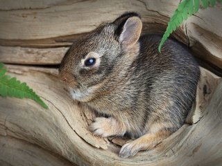 Обои дерево, кролик, животное, малыш, заяц, зайчонок, tree, rabbit, animal, baby, hare разрешение 2048x1327 Загрузить