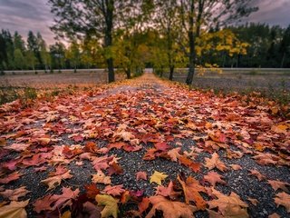 Обои дорога, деревья, природа, листья, осень, road, trees, nature, leaves, autumn разрешение 2048x1365 Загрузить