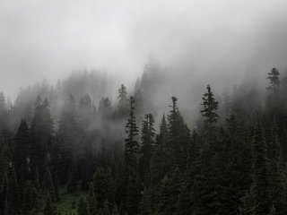 Обои деревья, природа, лес, туман, ели, trees, nature, forest, fog, ate разрешение 3840x2560 Загрузить