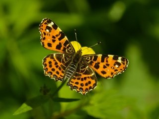 Обои природа, макро, насекомое, фон, цветок, бабочка, боке, nature, macro, insect, background, flower, butterfly, bokeh разрешение 4002x2900 Загрузить