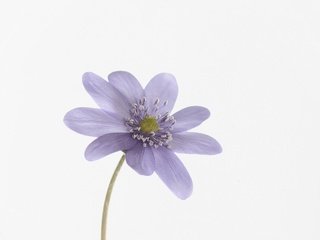 Обои природа, макро, лепестки, ветреница, ветреница нежная, nature, macro, petals, anemone, anemone tender разрешение 3608x2144 Загрузить