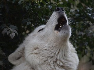 Обои морда, природа, хищник, волк, вой, волчья песня, гудзонский волк, face, nature, predator, wolf, howl, wolf song, wolf hudson разрешение 2048x1367 Загрузить