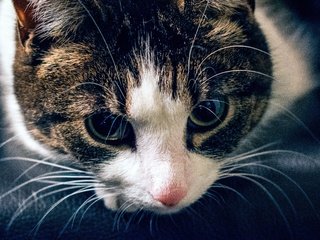 Обои глаза, морда, кот, усы, кошка, взгляд, полосатый, eyes, face, cat, mustache, look, striped разрешение 6000x4000 Загрузить