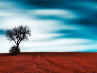 Обои небо, трава, облака, дерево, поле, the sky, grass, clouds, tree, field разрешение 6016x3654 Загрузить